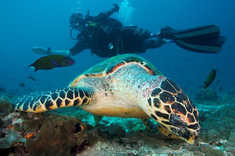 DIVING WITH THE INJURED