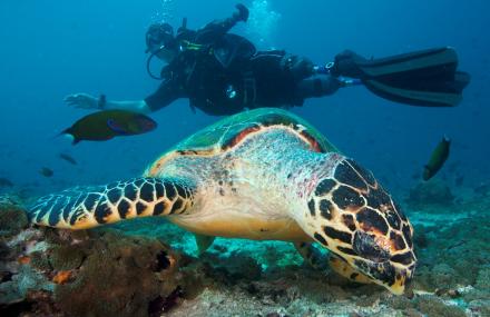 DIVING WITH THE INJURED